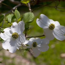 Dogwood blooms in spring sunlight, showcasing delicate white petals and a vibrant green center. Lush foliage and soft green background enhance the natural beauty of these flowering dogwood branches.