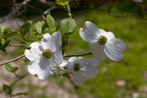 <i>Cornus florida</i> - Image 2