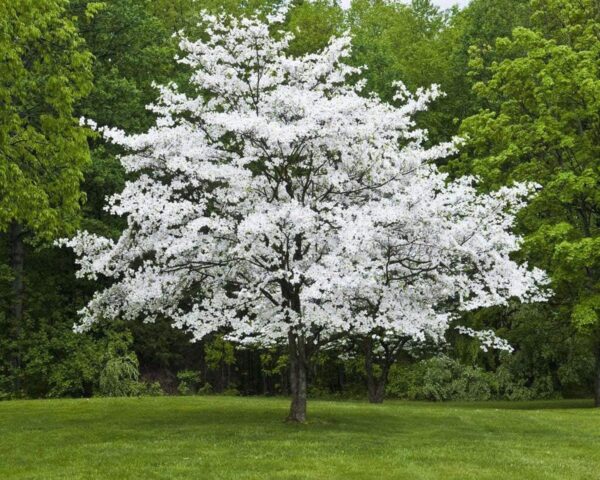 <i>Cornus florida</i>