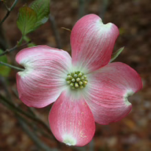 Close-up of a pink dogwood blossom with four petals, showcasing its delicate texture and green center against a blurred brown background.