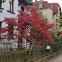 Vibrant red Japanese maple tree in full color stands behind a wrought iron fence in a residential neighborhood. The tree's leaves contrast with the white and beige buildings in the background.