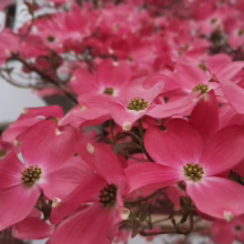 Close-up of a vibrant pink dogwood tree in full bloom, showcasing delicate petals and central green buds against a soft-focus background of more blossoms.