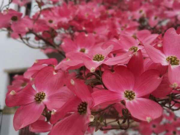 <i>Cornus florida</i> 'Cherokee Chief' - Image 3