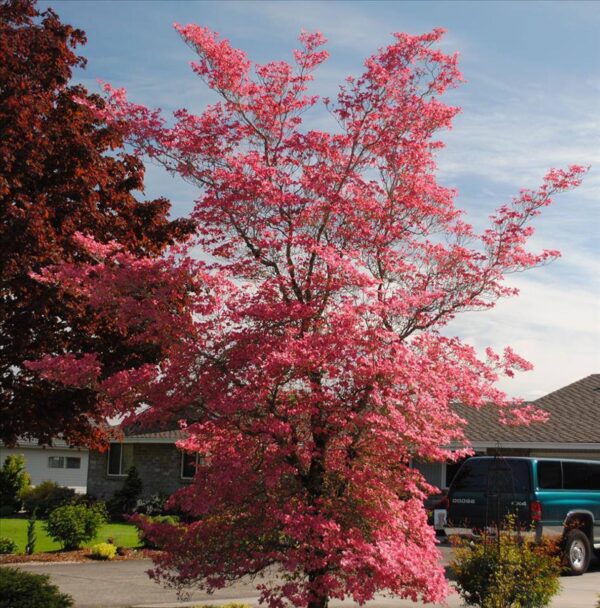 <i>Cornus florida</i> 'Cherokee Chief'