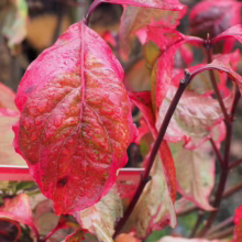 Close-up of vibrant red dogwood leaves glistening with raindrops. The leaves display rich color variations and intricate vein patterns, showcasing the beauty of autumn foliage.