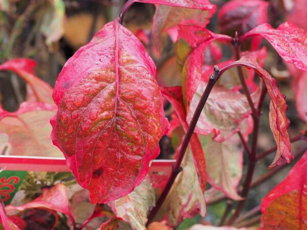 <i>Cornus florida</i> 'Cherokee Daybreak' - Image 2