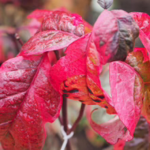 Close-up of vibrant red poison ivy leaves glistening with raindrops. The fall foliage displays rich hues, adding a touch of danger and beauty to the autumn landscape.