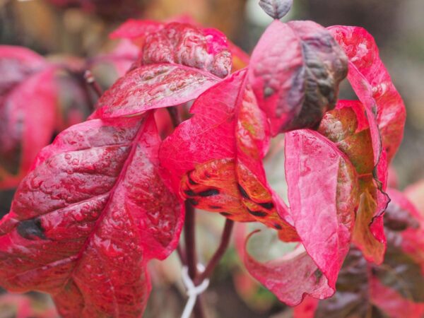 <i>Cornus florida</i> 'Cherokee Daybreak' - Image 3