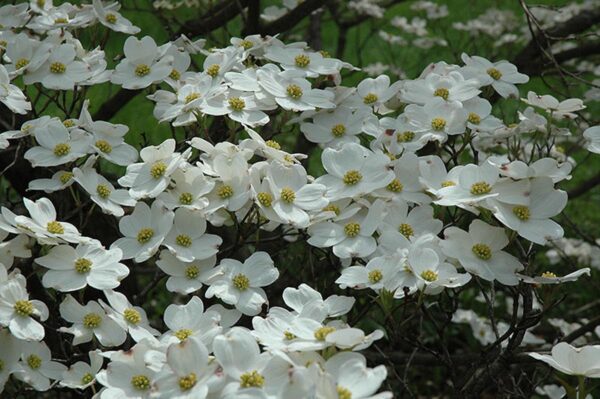 <i>Cornus florida</i> 'Cherokee Daybreak' - Image 4