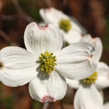 Close-up of a white dogwood flower with four petals and a cluster of yellow-green stamens in the center. The tips of the petals have a touch of pink. More dogwood blossoms are blurred in the background.