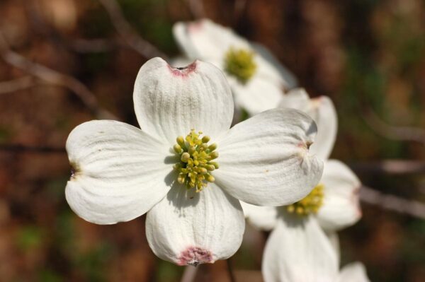 <i>Cornus florida</i> 'Cherokee Daybreak' - Image 5