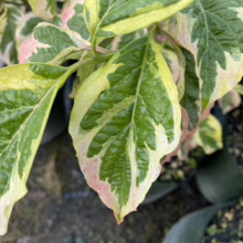 Variegated dogwood leaves showcase vibrant green centers edged with creamy yellow and hints of pink. Close-up view of the textured foliage.