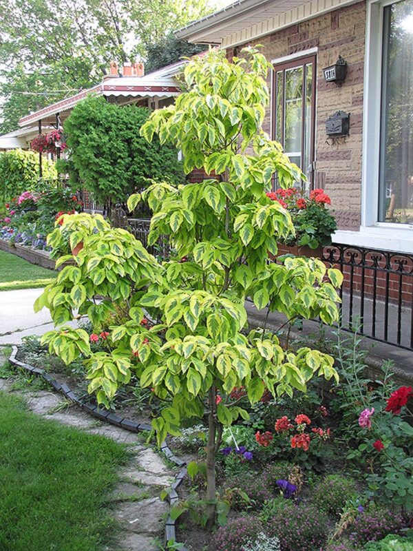 <i>Cornus florida</i> 'Cherokee Daybreak'