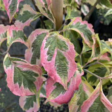 Close-up of a 'Cornus alba Argenteomarginata' shrub, showcasing its vibrant variegated leaves with green centers and striking pink edges.