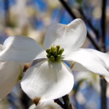Close-up of a white dogwood flower in full bloom, showcasing its four delicate petals and vibrant green center against a soft, blurred background of blue sky and branches.