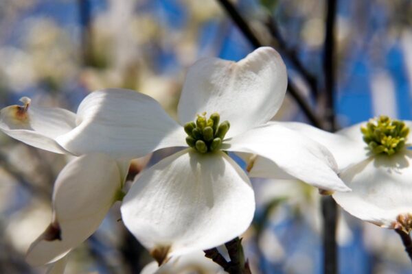 <i>Cornus florida</i> 'Cherokee Princess' - Image 2