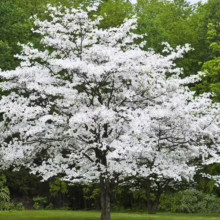 Dogwood tree in full bloom, covered in white blossoms against a backdrop of green trees and grass.