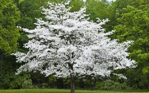 <i>Cornus florida</i> 'Cherokee Princess' - Image 3