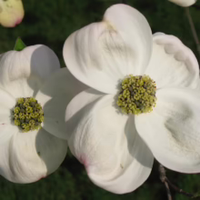 Close-up of two white dogwood blossoms with yellow-green centers against a blurred green background. The delicate petals are slightly wrinkled, hinting at the flower's maturity.