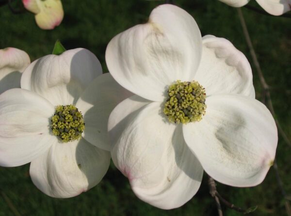 <i>Cornus florida</i> 'Cherokee Princess' - Image 4