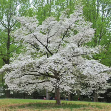 Dogwood tree in full bloom, showcasing its stunning white blossoms. A perfect addition to spring landscaping, this dogwood provides shade and beauty.
