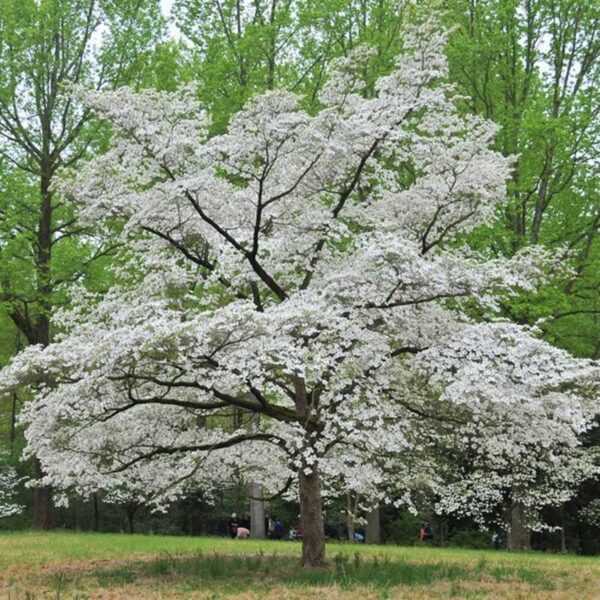 <i>Cornus florida</i> 'Cherokee Princess' - Image 5