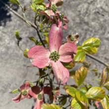 Close-up of a pink dogwood flower in bloom, showcasing its four petals with delicate veins and a cluster of green seeds at the center. The flower is surrounded by leaves with yellow edges.