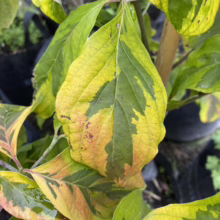 Variegated dogwood leaf showing green, yellow, and reddish-brown hues, a striking example of autumn color change. Close-up view with other potted plants in the background.