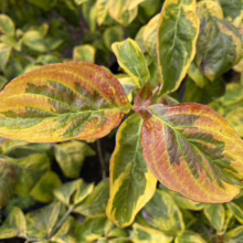 Variegated dogwood leaves showcase vibrant autumn colors, with gold, green, and reddish-brown hues creating a striking contrast in this close-up garden shot.