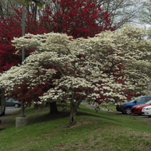 White dogwood tree in full bloom stands out against a backdrop of vibrant red trees in a parking lot. Green grass and parked cars add to the spring scene.