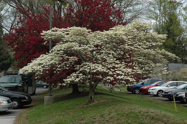 <i>Cornus florida</i> 'Cloud Nine' - Image 2