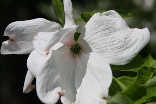 <i>Cornus florida</i> 'Cloud Nine' - Image 3