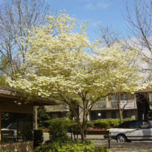 Dogwood tree in full bloom with white flowers, standing near a building with a "For Rent" sign. A white car is parked nearby under a bright blue sky.