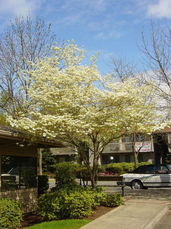 <i>Cornus florida</i> 'Cloud Nine' - Image 4