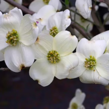 Close-up of white dogwood blossoms with yellow-green centers, showcasing the delicate beauty of spring flora on a branch.
