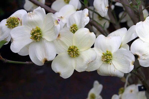 <i>Cornus florida</i> 'Cloud Nine' - Image 5