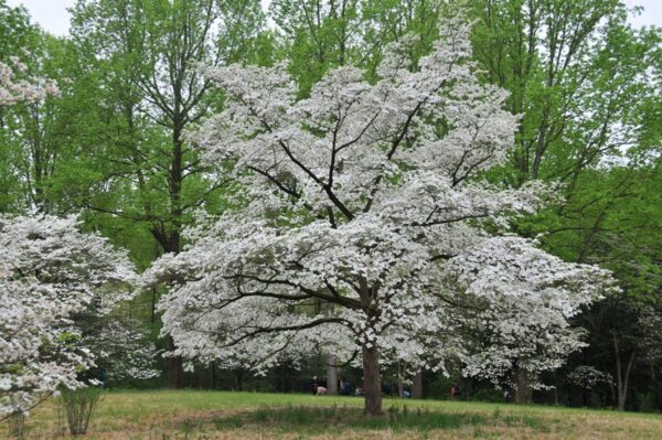 <i>Cornus florida</i> 'Cloud Nine'