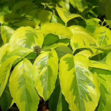 Variegated dogwood leaves showcase vibrant yellow and green hues, creating a lush, textured foliage display in a garden setting.
