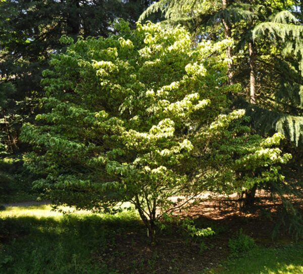 <i>Cornus florida</i> 'First Lady'