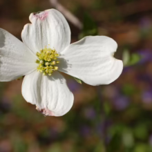 Close-up of a dogwood flower in bloom. The white petals surround a cluster of yellow-green buds. Hints of pink appear on the edges of the petals, set against a blurred background of green and purple foliage.