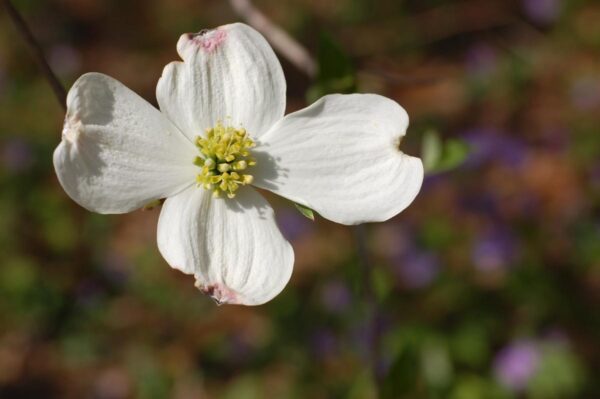 <i>Cornus florida</i> 'Old Gold' - Image 2