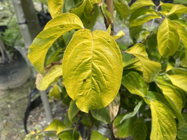 <i>Cornus florida</i> 'Old Gold'
