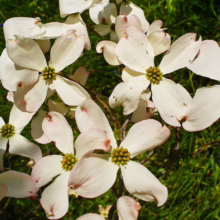 Close-up of delicate white Dogwood blossoms with pink tinged edges and bright yellow-green centers, set against a blurred green lawn.