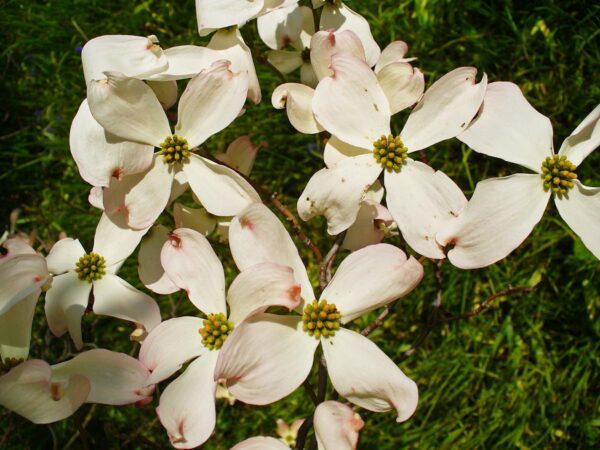 <i>Cornus florida</i> 'Pendula' - Image 2