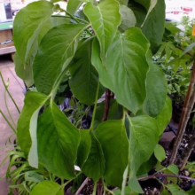Lush, vibrant green leaves of a young dogwood tree sapling, showcasing its healthy foliage and potential for adding beauty to gardens and landscapes.
