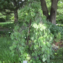 Weeping kousa dogwood tree with lush green leaves cascading downward, creating a graceful silhouette against a backdrop of taller trees in a garden setting.