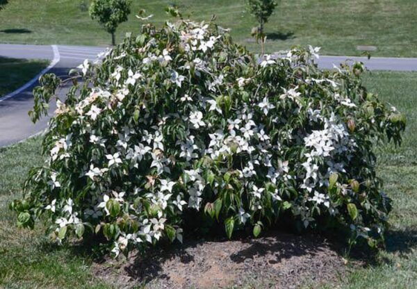 <i>Cornus florida</i> 'Pendula'