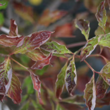 Close-up of a dogwood shrub's autumn leaves, showcasing a beautiful mix of green, red, and brown hues with delicate white edges. The leaves are clustered on slender branches, creating a vibrant fall foliage display.