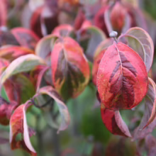 Close-up of a dogwood shrub's leaves displaying vibrant autumn colors: deep reds, greens, and burgundy, with delicate veining visible.