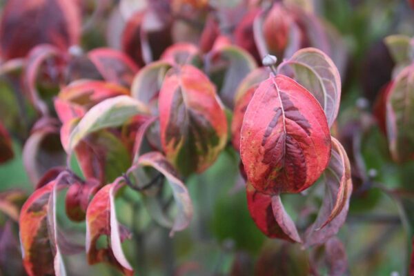 <i>Cornus florida</i> 'Rainbow' - Image 2